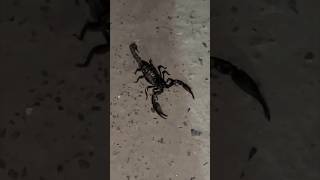 POISONOUS SCORPION BITE😨LAST DAY IN BIHAR🙏🏻🥺blackscorpion poisonoussnakes death alive vlog [upl. by Isborne]