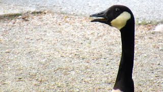 Canada Geese HONKING FIGHTING on Road [upl. by Maice]