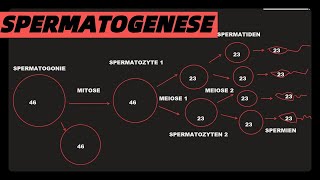 SPERMATOGENESE prozess einfach erklärt erklärung [upl. by Eelitan]