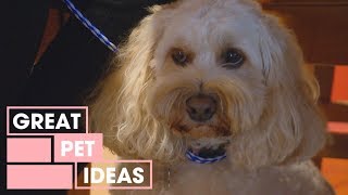 The Timid Spoodle  Pets  Great Home Ideas [upl. by Bernj]