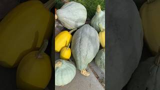 Harvesting Blue Hubbard and Spaghetti squash harvest raisedbedgarden squash garden homestead [upl. by Dearr]