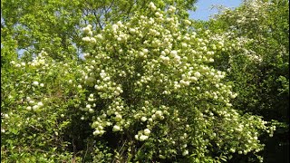 Viburnum  Our ColourChanging PomPom Tree [upl. by Eydie768]