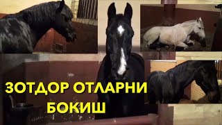 ЭНГ ДАХШАТ ЗОТДОР ОТЛАР ВА УЛАРНИ БОКИШ ХАР ТУРИДАН [upl. by Celie]