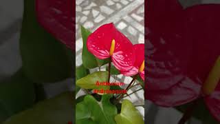 Anthurium andraeanum [upl. by Joela]