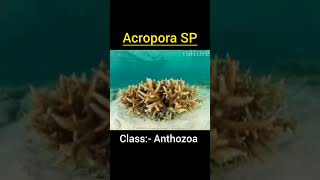 Acropora SP classification and commentary coralreef coral marine [upl. by Annayr]