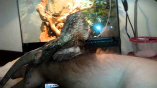 My male frilled dragon REX [upl. by Wycoff865]