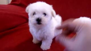 2 Bichon Maltais Font Les Fous [upl. by Alten981]