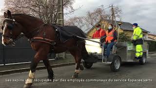 VIDÉO À Thouars les vieux sapins se collectent à cheval [upl. by Tsiuqram]