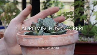 1 to 100  1 Adromischus cooperi [upl. by Yanehs]