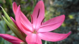 River lily  Schizostylis coccinea  Kaffir Lily  Vetrarlilja  Laukplanta [upl. by Danczyk]