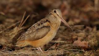 American Woodcock [upl. by Singband]