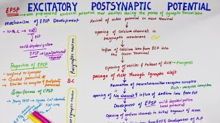 Excitatory Post Synaptic Potential EPSP  Easy Flowchart  Physiology [upl. by Hamer]