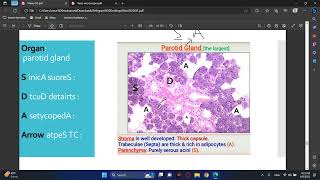 Practical Salivary gland  Pancreas Histology [upl. by Amadas]