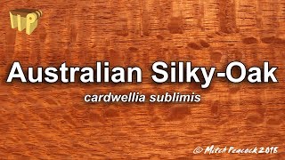 Australian Silky Oak cardwellia sublimis [upl. by Reynard968]