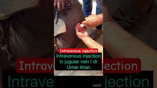 Intravenous injection in jugular vein l dr Umar khan [upl. by Eocsor207]