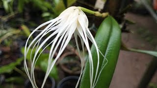 Bulbophyllum Medusea Orchid Plant Bulbophyllum medusae [upl. by Artemus]