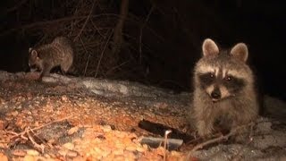 Raccoon Kits with Cerebellar Hypoplasia Update [upl. by Ardnyk]