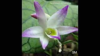 Dendrobium vietnamense [upl. by Verena]