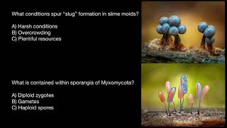 Slime molds reproduction [upl. by Silenay]