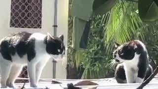 Cats Reacting to Fight Sounds  Cats Fighting Compilation  Angry Cat Fight Sounds and Meowing [upl. by Thisbe]