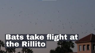 Watch now Bats take to the sky from Tucsons Rillito River [upl. by Aminta]