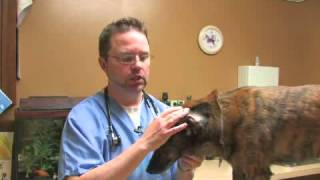 How to Heal a Hematoma in a Dogs Ear [upl. by Selia]