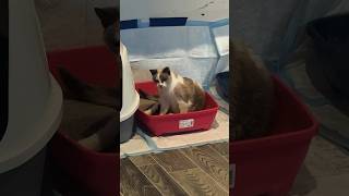 Cat Sitting in Litter Box  UTI cat catmedicalissues catuti [upl. by Enidaj]