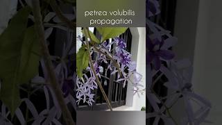 Petrea volubilis propagation  2 ways to propagate petrea  Sandpaper vine ytshorts homegarden [upl. by Htebazil]