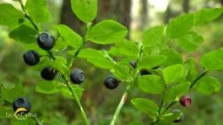 Mirtillo nero  Vaccinium myrtillus [upl. by Filide]