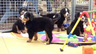 Les chiots Bouvier Bernois dAstuce amp Diane [upl. by Frodina476]