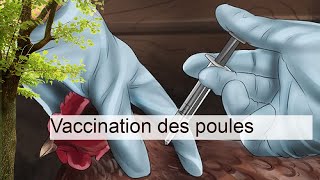 Vaccination des poules  La santé de vos poules  Poules [upl. by Laks]