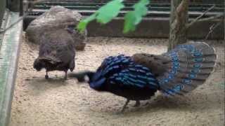 Displaying Palawan Peacock Pheasant [upl. by Hayimas23]