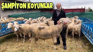 100 KOYUN 4 KÖPEK KARACABEY MERİNOSU KUZUSU ALTIN DEĞERİNDE SATILIYOR [upl. by Ellenor445]