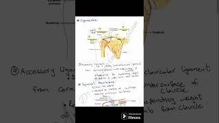 Acromioclavicular Joint [upl. by Spring]