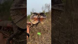 Frilled Neck Lizard 😳 shorts shortsfeed  facts animals [upl. by Nikolas125]