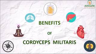 Benefits of Cordyceps Militaris by Avocare Biotech [upl. by Llerdnod724]