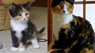 Kittens Growing Up Time Lapse 5 Years In 5 Minutes [upl. by Oijimer]