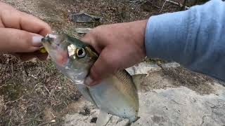 Skipjack fishing Collecting trophy catfish bait [upl. by Gothard]