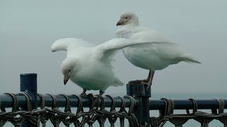 Snowy Sheathbills South Georgia [upl. by Frankel647]