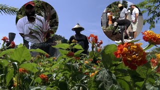 À la Découverte du métier de fleuriste ou horticulteur [upl. by Aneema]