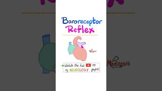 Baroreceptor Reflex Physiology Blood Pressure Heart rate Stroke Volume nurse doctor biology [upl. by Nuahsar833]