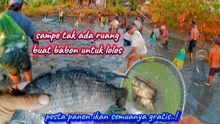 Pesta panen ikan yang sesungguhnya semuanya pada berebut ikan babon free gratis [upl. by Darrelle156]