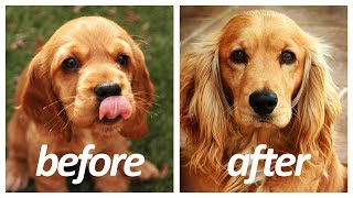 40 Dog Breeds Before and After Growing Up  Puppy to Adult HD [upl. by Aiki392]