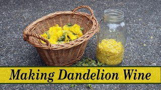 How to Make Dandelion Wine [upl. by Lauer]