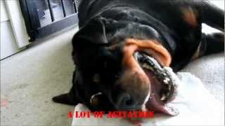 Rottweiler epileptic seizure [upl. by Coniah]