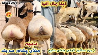 Peshawar Dumba Mandi 12092024 New Updates  Zero Size Turkey Balkhi Sheeps Prices  Izhar Ali Shah [upl. by Arba]