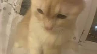 cat scream into camera but fast hd verstion [upl. by Pardoes]