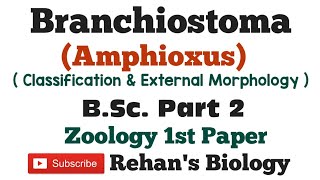 Branchiostoma in Hindi Rehans Biology Amphioxus BScPart2 Zoology 1st paper [upl. by Ihteerp]