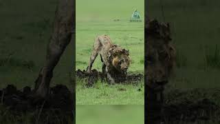 Лев раскапывает бородавочника Lion Digs Warthog [upl. by Gusti661]