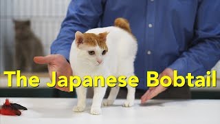 The Japanese Bobtail at a TICA Cat Show [upl. by Blackmore946]